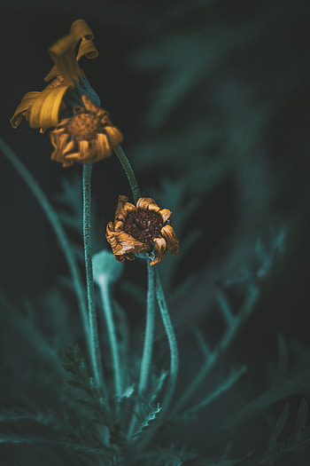 Flowers, Flower, Macro, Dry, Stems HD phone wallpaper