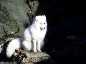 Ice fox, white, snow, aura, fox, ice HD wallpaper