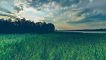 Grass field, Sky reflection, Windy atmosphere, Vibrant scenery HD wallpaper