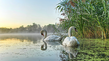 Swans, trees, water, reflections, lake, pair HD wallpaper