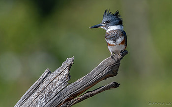 Belted Kingfisher, animal, kingfisher, wood, bird HD wallpaper