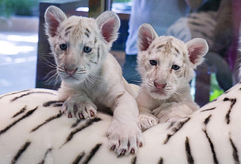 Majestic, two, cute, white, lion HD wallpaper