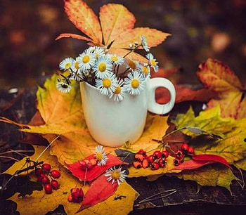 autumn, still life, graphy, fall, coffee, cool, flowers, leafs HD wallpaper