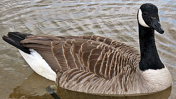 Canadian goose, Bird graphy, , High-resolution HD wallpaper