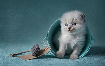 Kitten, blue, sweet, animal, white, siamese, cute, cat, pisica HD wallpaper
