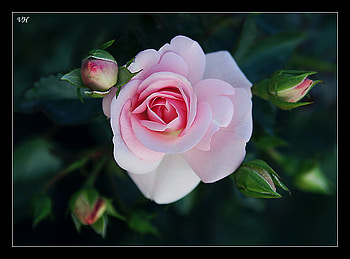 Pink Rose for Ahava, closeup, art , pink, beautiful, garden rose HD wallpaper
