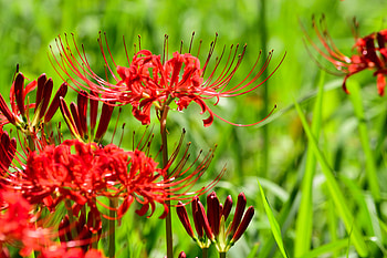 Grevillea flower, summer, flower, garden, grass, beautiful HD wallpaper