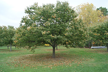 Chestnut Tree, Legendary history, Future predictions, Detroit's perspective HD wallpaper