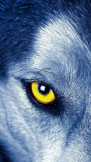 Close-up, Wolves HD phone wallpaper