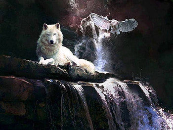 Wolf and Owl, and, Owl, animals, Wolf, nature HD wallpaper
