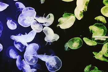 Jellyfishes, blue-green, colorful HD wallpaper