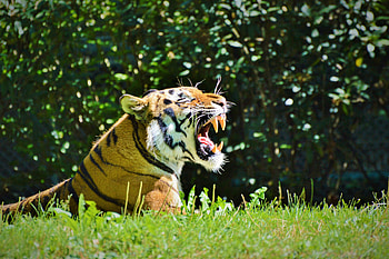 Animals, Grin, Predator, Tiger, Profile HD wallpaper
