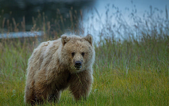 Animals, Grass, Young, Bear, Joey HD wallpaper
