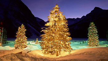 trees, snow, christmas, new year, garlands HD wallpaper