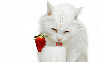 Animals, Cats HD wallpaper