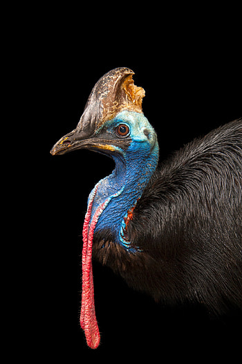 Cassowary, Joel Sartore's , Captivating nature, Exotic bird species HD phone wallpaper