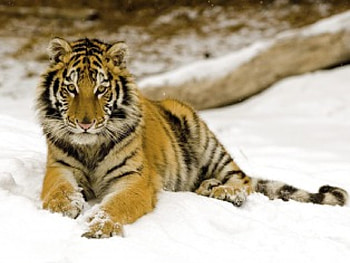 tiger tiger, snowy, afternoon, tiger HD wallpaper