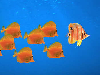 Follow HD wallpaper