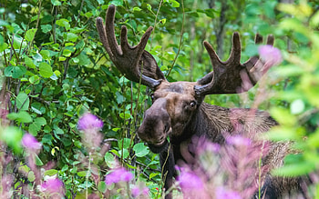 Forest portrait, Floral elements, Moose's grace, Nature's aesthetic HD wallpaper