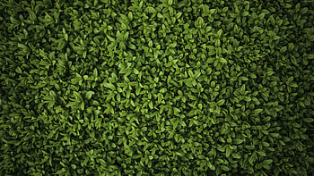 Green Plants Leaves , green, plants, leaves, nature HD wallpaper