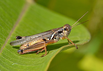 The red-legged, Grasshoppers HD wallpaper
