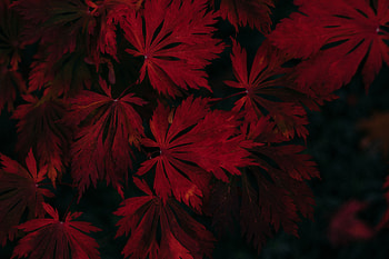 Leaves, Plant, Dark HD wallpaper