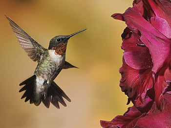 Animals, Birds, Humming-Birds HD wallpaper