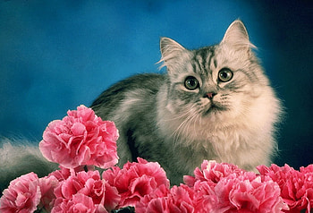 kitty cat, sweet, animal, looking, pink, nature HD wallpaper