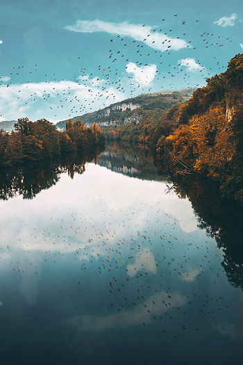 Nature, Birds, Trees, Autumn, Lake, Reflection, Flight HD phone wallpaper