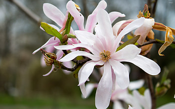 White magnolia, Flower , 30439 HD wallpaper