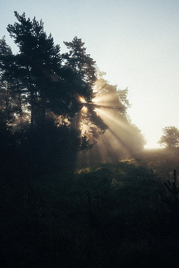 Nature, Trees, Dawn, Beams, Rays, Fog, Sunlight HD phone wallpaper