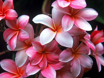 Frangipani, Flowers, Plumeria, Ponk, Garden, Closeup HD wallpaper