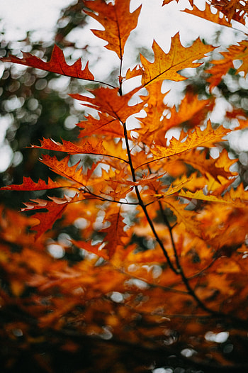 Nature, Autumn, Leaves, Plant, Branch HD phone wallpaper