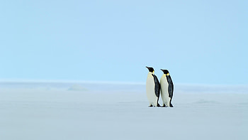 Ice Emperor, and mobile backgrounds, Pair HD wallpaper