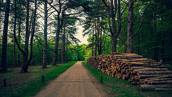 Sand Path Between Trees Wood Logs Forest Scenery Background Nature HD wallpaper