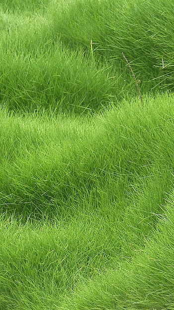 Grass texture , Nature , Textured backdrop, Organic design HD phone wallpaper