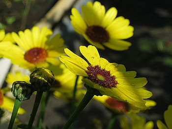 Flowers, Drops, Buds, Stems HD wallpaper