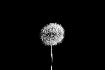 BW, minimal, Dandelion HD wallpaper