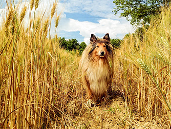 Dog, sweet, animal, dogs, cute, beautiful, puppys, puppy, pretty, animals, lovely HD wallpaper