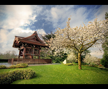 Japanese garden, japanese, blossoms, garden, nature, spring HD wallpaper