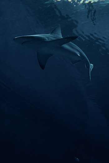 Dark, Predator, Fish, Shark HD phone wallpaper