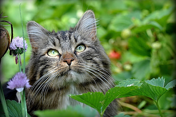 Animals, Grass, Leaves, Cat, Fluffy, Muzzle HD wallpaper