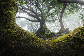 Fangorn, Movies, Beautiful Trees, Madeira Portugal HD wallpaper
