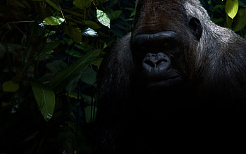 Dark, Sit, Shadow, Gorilla HD wallpaper