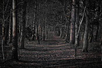 Creepy Forest HD wallpaper