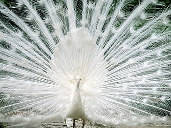 White Peacock, white, peacock, feathers, bird HD wallpaper
