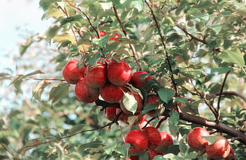 A cluster of ripe red apples growing on a tree branch in the orchard, showcasing their vibrant color and natural beauty. HD wallpaper