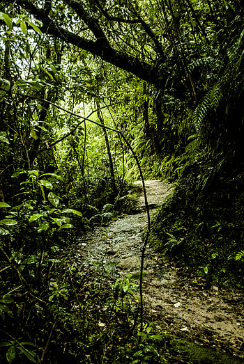 Nature, Grass, Path, Jungle HD phone wallpaper