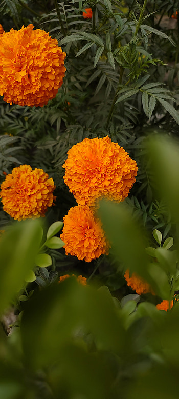 Marigold, orange, petal, nature, flower HD phone wallpaper