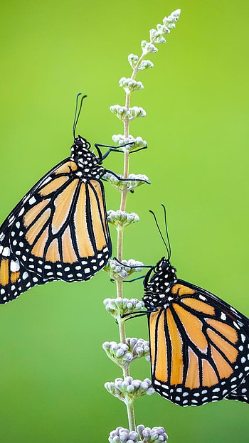 Butterfly, Adorable HD phone wallpaper